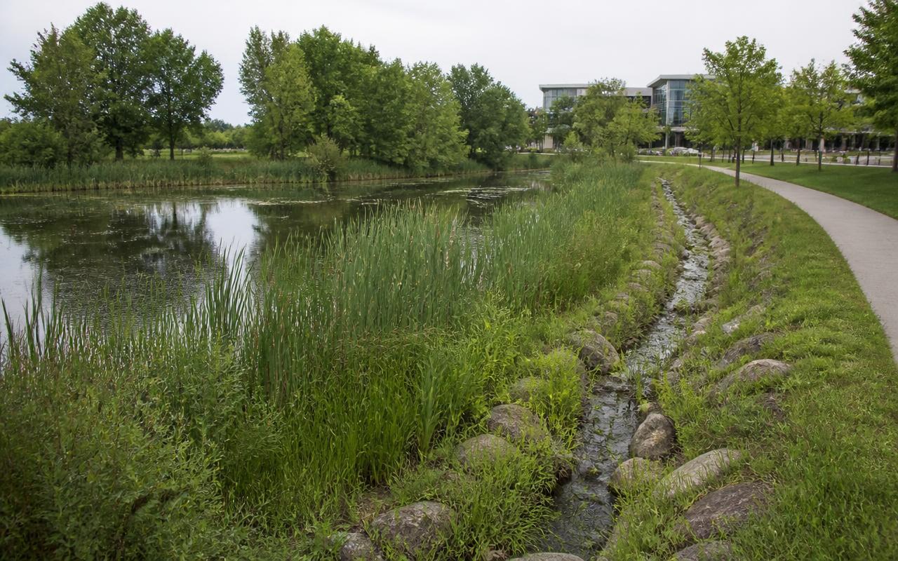 Restored wetland and vegetated drainage channel beside a public walkway, with reeds, mature trees and a building beyond.